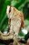 Closeup of alone Barn Owl on an interesting branch