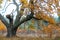 Closeup alone big red oak tree in autumn forest