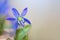 Closeup alone blue snowdrop flower