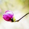 Closeup alone pink magnolia flower in spring time, natural light, outdoor, allergy season