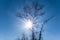 Closeup alone tree silhouette in light of sparkle sun