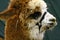 Closeup of an Alpaca