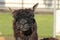 A closeup of a Alpaca