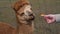 Closeup of an alpaca on a farm on a clear sunny day