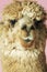 Closeup Of Alpaca On Pink Background
