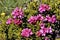 Closeup Alpenrose flower in the French Alps