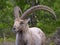 Closeup Alpine ibex