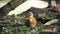 Closeup of an alpine marmot eating. Adult brown alpine marmot close up. marmota marmota. Alpine marmot and eats with the