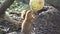 Closeup of an alpine marmot eating. Adult brown alpine marmot close up. Marmota marmota. Alpine marmot and eats with the