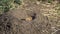 Closeup of an alpine marmot eating. Adult brown alpine marmot close up. marmota marmota. Alpine marmot and eats with the