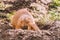Closeup of an alpine marmot eating. Adult Brown Alpine Marmot Close Up. Marmota Marmota. alpine marmot and eats with the paws.