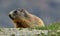 Closeup of an alpine marmot, Marmota marmota latirostris sitting on a ground