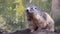 Closeup of a alpine marmot sitting and scratching, squirrel specie from the mountains of europe