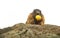 Closeup of an alpine marmot on a white background eating a yellow apple