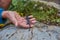 Closeup of an alpine salamander. Macro shot of a salamander in the alps