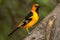 Closeup of an altamira oriole perched on a tree bark.