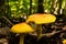 Closeup of amanita jacksonii mushrooms in a forest under the sunlight with a blurry background