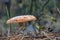 Closeup: Amanita orange poisonous mushroom growing in the autumn forest.