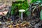 Closeup of Amanita phalloides, commonly known as the death cap.