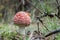 Closeup: Amanita poisonous mushroom growing in the autumn forest.