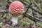 Closeup: Amanita poisonous mushroom growing in the autumn forest.