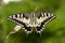 Closeup amazing moment about butterfly (machaon) emerging from chrysalis on twig on green background. shallow dof