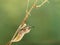 Closeup amazing moment about butterfly Papilio machaon emerging from chrysalis on twig on green background.