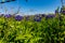 A Closeup of Amazing Texas Bluebonnets.