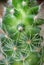 Closeup Amazing Texture of a Thorny Ladyfinger Cactus plant for Background