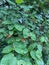 Closeup of an Amelanchier tree.