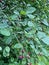 Closeup of an Amelanchier tree.