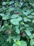 Closeup of an Amelanchier tree.