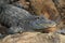 Closeup American Alligator showing his teeth