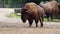 Closeup of a american bison walking, Near threatened animal specie from America