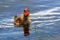 Closeup of an American Coot chick in water