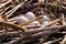 Closeup of American Coot eggs in a nest