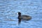 A closeup of a American Coot swimming on the lake.