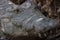 Closeup of an American crocodile skin texture captured in a wildlife park