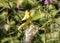 Closeup of American Goldfinch in thistle,Ontario