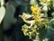 Closeup of American Goldfinch on yellow flowers,Ontario