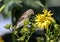 Closeup of American Goldfinch on yellow flowers,Ontario