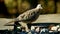 Closeup of American mourning dove zenaida macroura