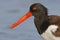 Closeup of an American Oystercatcher - St. Petersburg, Florida