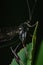 Closeup of an American pelecinid wasp on a leaf against a black background.