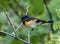 Closeup of American Redstart Setophaga ruticilla,Ontario