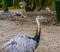 Closeup of a American rhea, big flightless bird from America, Near threatened animal specie