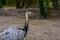 Closeup of american rhea, near threatened animal specie from America, Big flightless bird