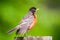 Closeup American robin portrait with smooth green background - great detail of head - taken at the Wood Lake Nature Center in Minn