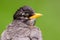 Closeup American robin portrait with smooth green background - great detail of head - taken at the Wood Lake Nature Center in Minn