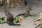 closeup of american squirrels being fed